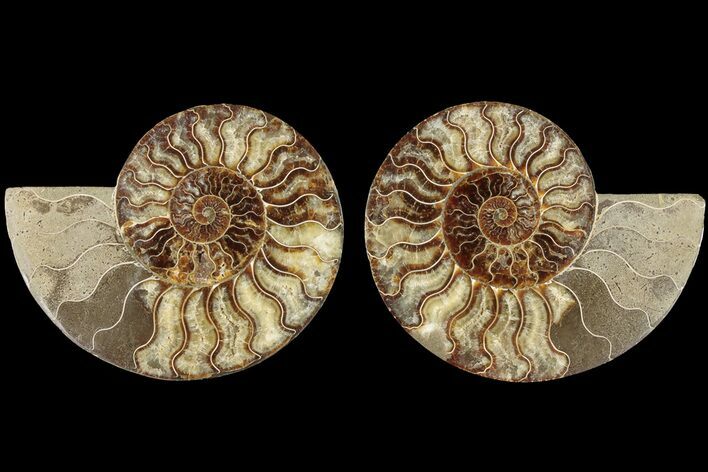 Agatized, Cut & Polished Ammonite Fossil - Madagasar #184290